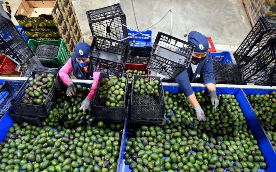 Continúa rompiendo récord la balanza comercial agroalimentaria de México.
